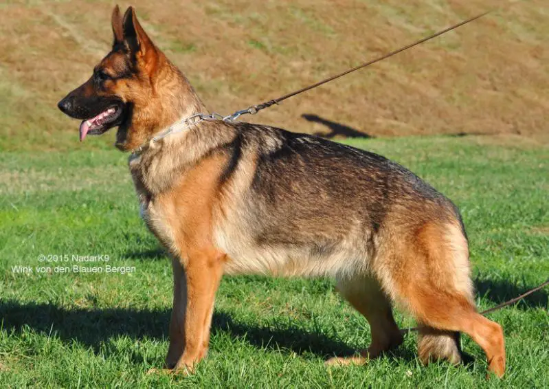 SG2 (GSDCA) Wink von den Blauen Bergen