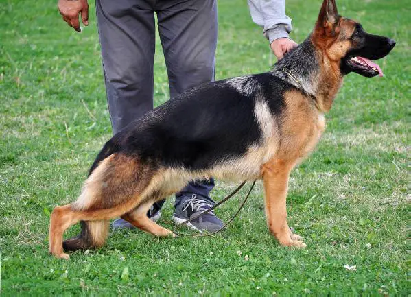 Danka Starodjurdjevacka