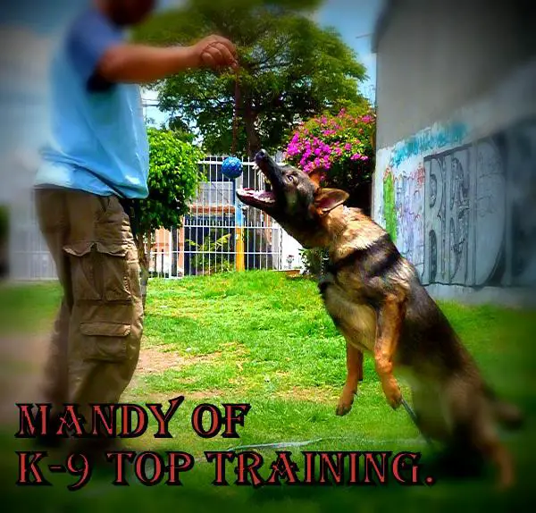 Mandy of k-9 top training