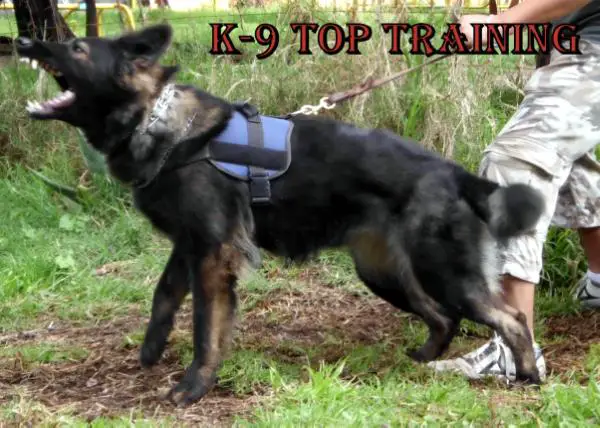 Arka of k-9 top training