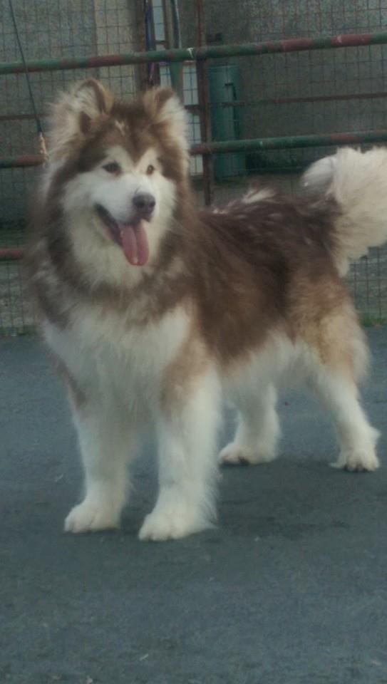 Libertia Sunday Girl