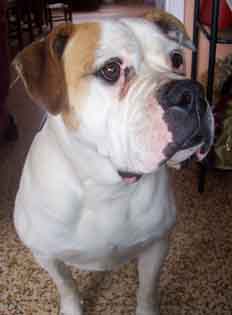 Chiva's Queen of Hearts aka Tosy