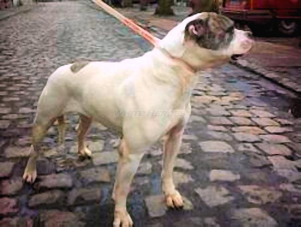 Oyane of Splendid Godzilla aka Mado du Paradis des Braves