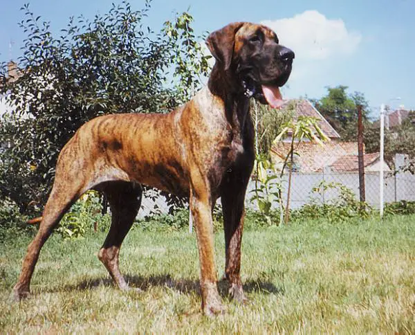 Meherzugi Daphnee