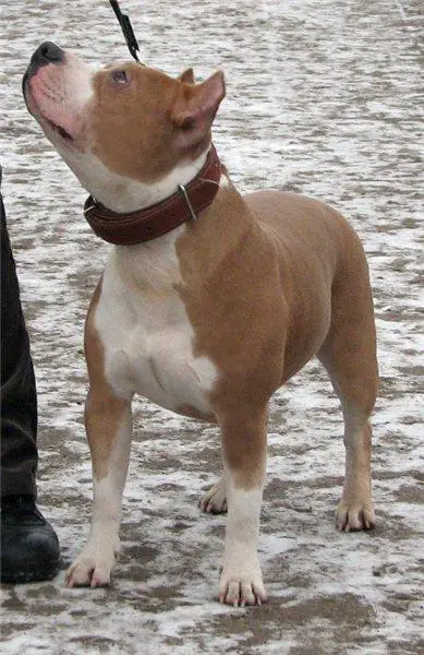 Rus Neva-Da Sonya