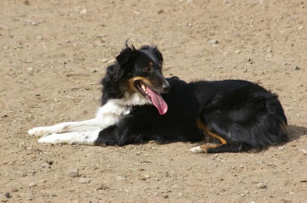 WTCH Westwind's Spicy Woman