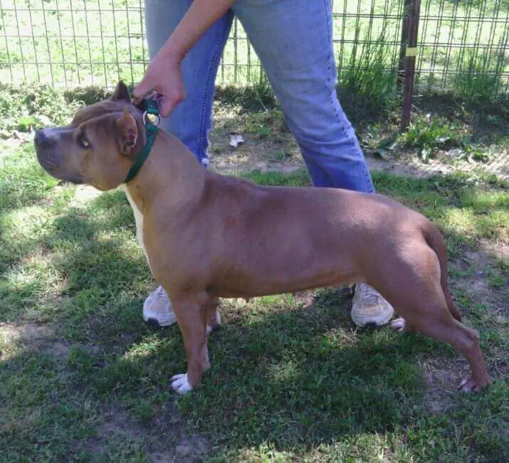 Edelhaus' Excalibur Kate