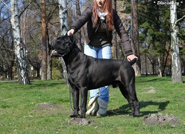 MULTI CH. Sforza ludovico