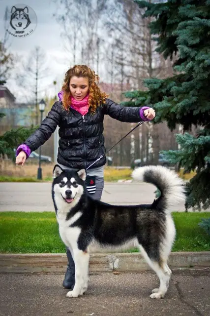 Ornella Chernaya Zhemchuzhina