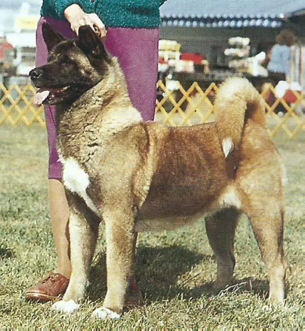 AKC/CAN CH Don-D's Dietka Of The H O T