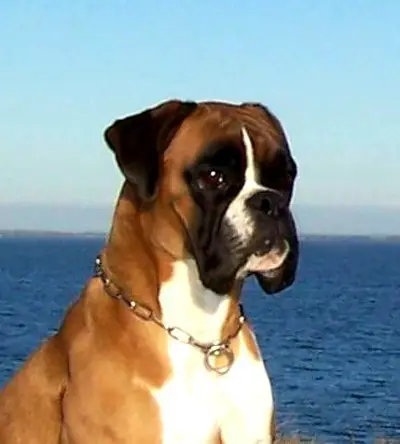 Chakira von Ellinghaus