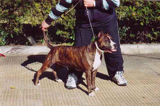 [CEGL] Jasua Von Kaftan