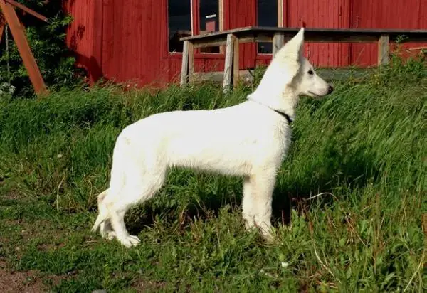 Kustom Karake's Serial Killer