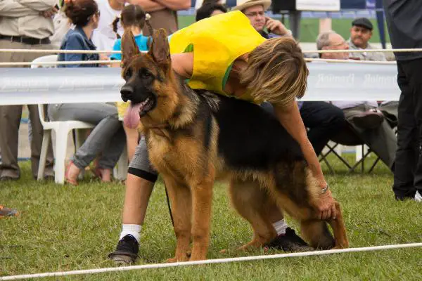 SG1 Black Floripa Pastores