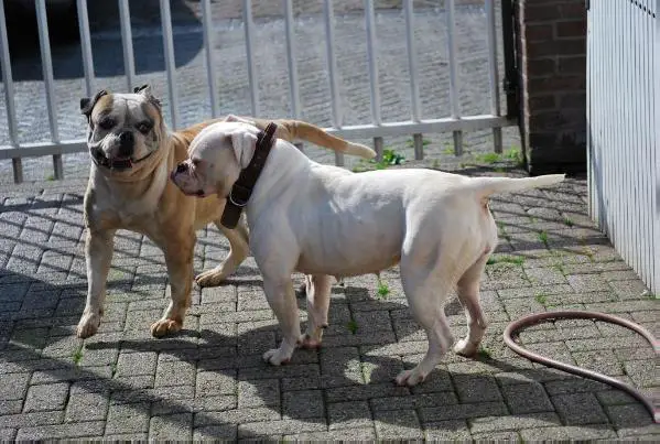 Garcia brothers star