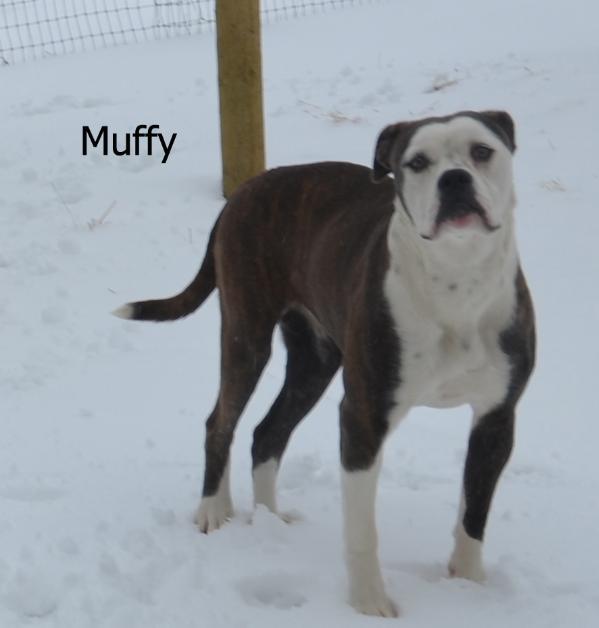 Bucalla's Lady Earmuffs