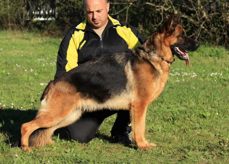 CAC, Cacib, BOB, 1^ eccellente Dalila di Casa Max