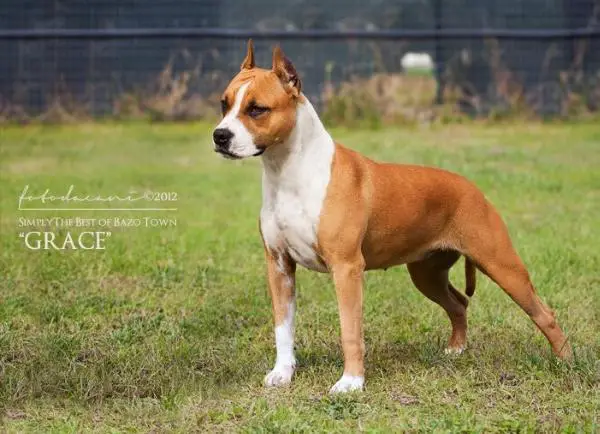 AKC CH Simply The Best Of Bazo-Town