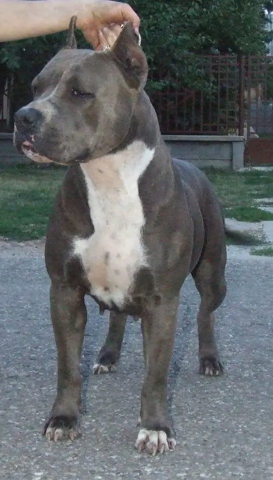 Cubákfaló Bonnie