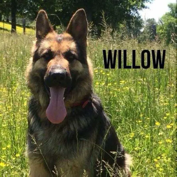 Willow Von Riverbend