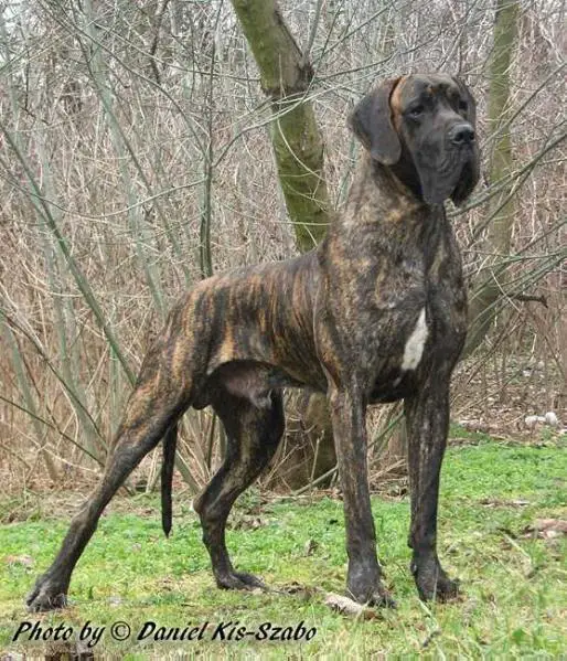 JCH lormont de ayalga