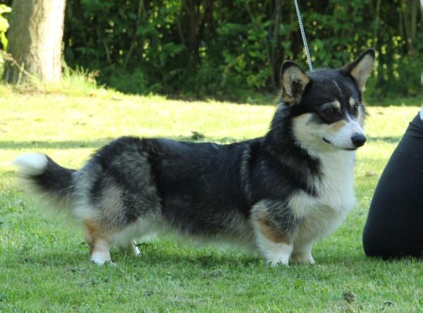 Haywire Greta with Passion