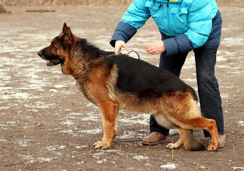 Sheike-Sharm iz Wais Schtain Haus