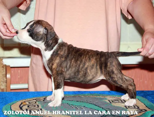 Zolotoi Angel Hranitel La Cara En Raya