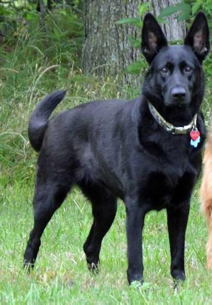 Schattens Art I Daring