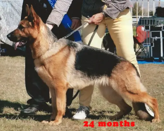 NZ Grand Ch. VG+1 Aubernee Be My Jo-Jo