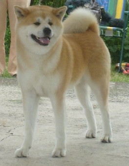 CZ GCH, INT'L/CLUB/SLO CH , GER/CZ VET CH, CZ JCH Daimon Go Haru Kaze