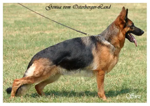 Genua vom Osterberger-land