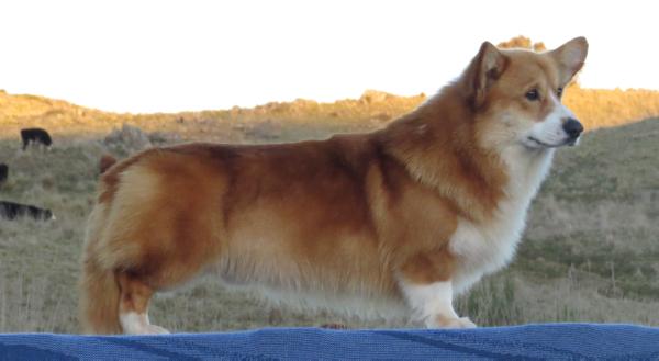 Nireno Sirius Dogstar