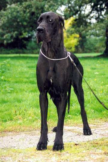 Meloukhia De La Benjamine