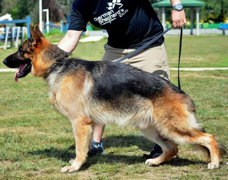 Bullet vd Southernwind