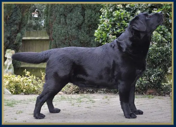 Thurbajen´s LATEST TRICK