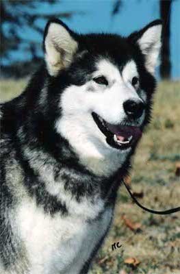 CH Tamalpais Wasillas Keeana