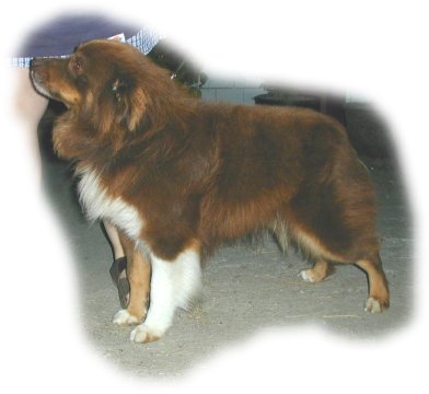 Shorty Boy of Ausland