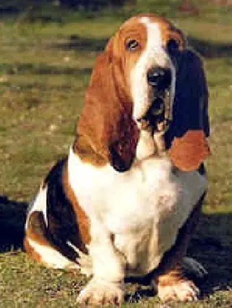 Azor Da Quinta do Vale