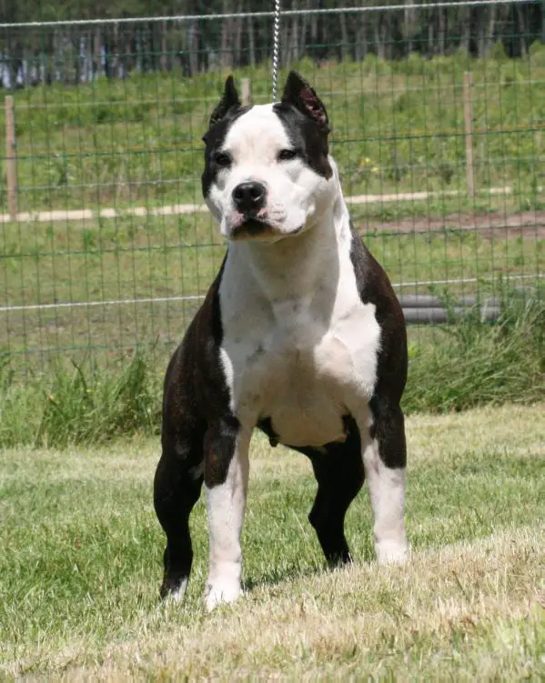 American History X Little Crazy Cow