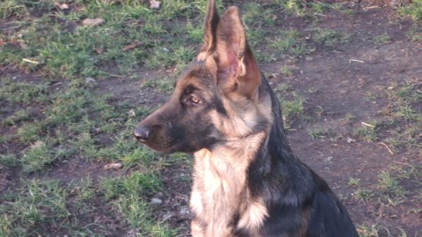 Appleridges moon river