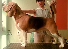 Alotorius Old Glory Tea Bisquit