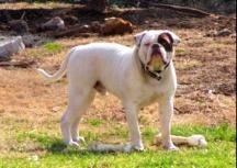 GR.CH. Mack's Simba