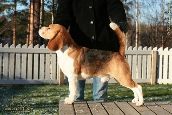 CHAMPION Langrigg Like Lladro