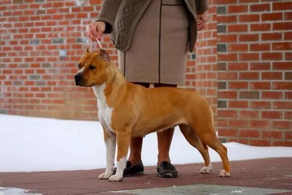 AKC CH Casanova's Rumor Has It