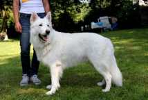 Jüngsten VV1 ;Jugendsieger 2014; Bente von Isegrims Weisse Erben