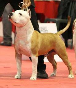 Gohan WD do Wytorias Kennel