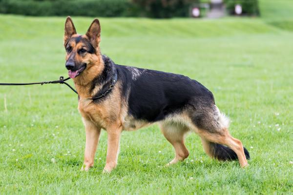 Merjuke Obsidian Princess of Reinglen