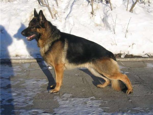 Hartley Devils Nibelung