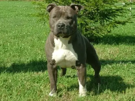 Pacific Blue Sky Blade